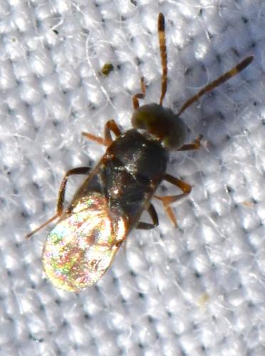 Réf. 318 565 : Microterys tessellatus